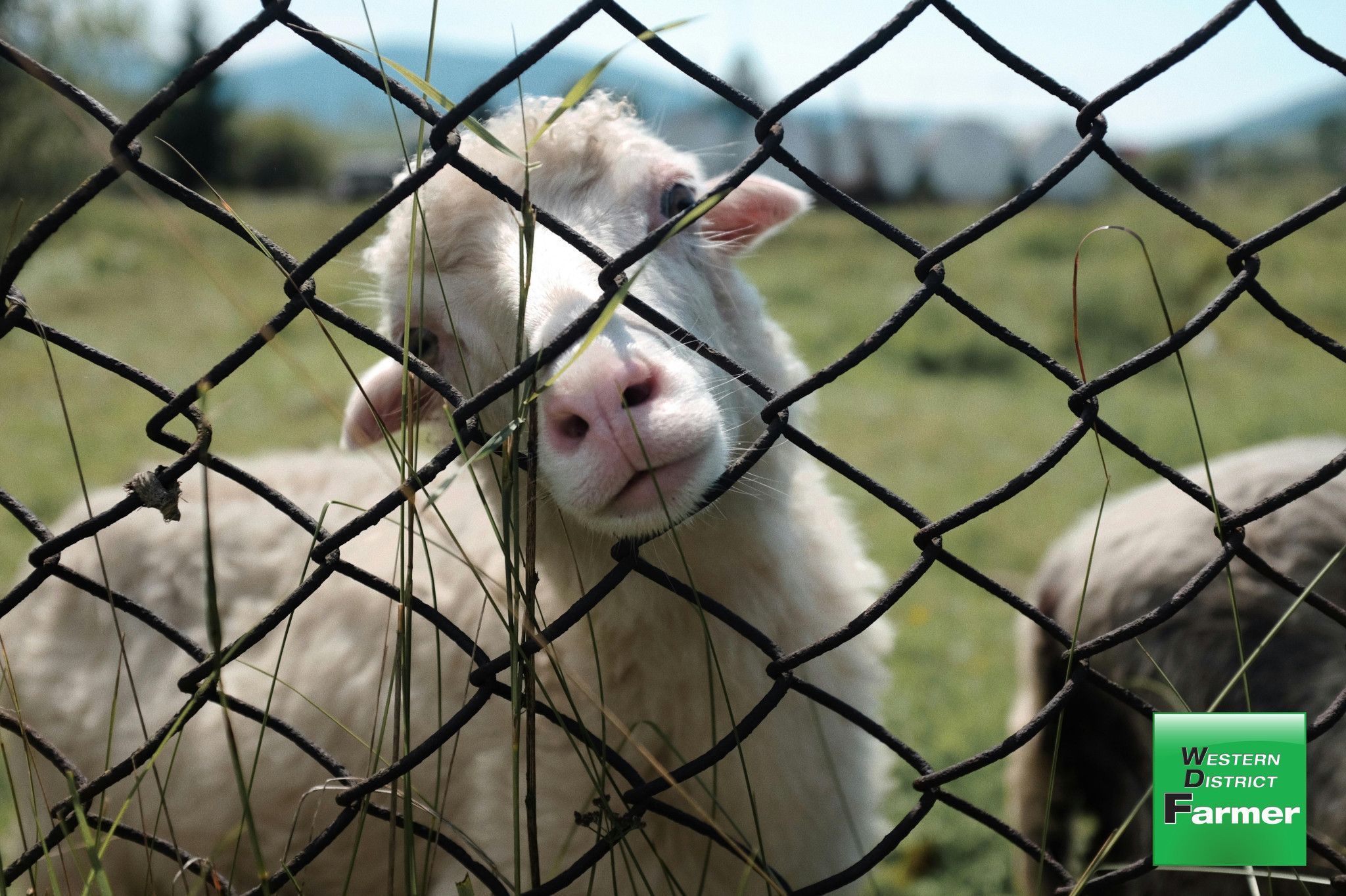 Operators fined for animal cruelty - feature photo
