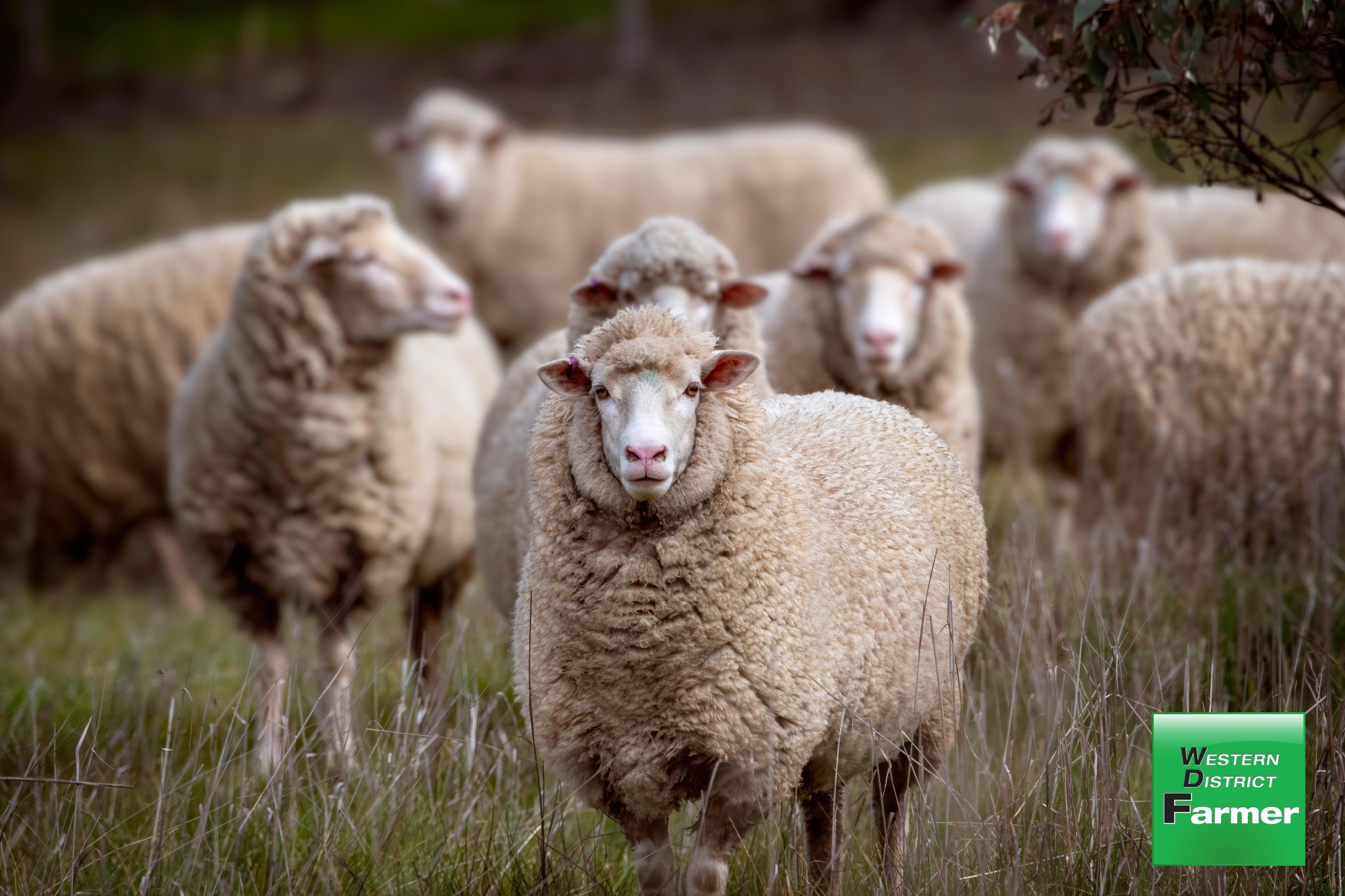 Flock declines as farmers prepare to rebuild - feature photo