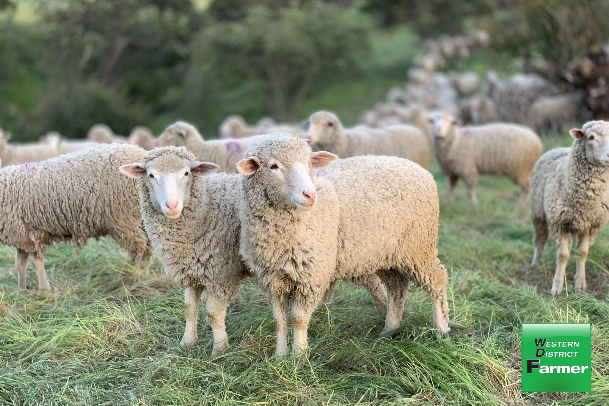 New growth opportunity for mixed farmers - feature photo