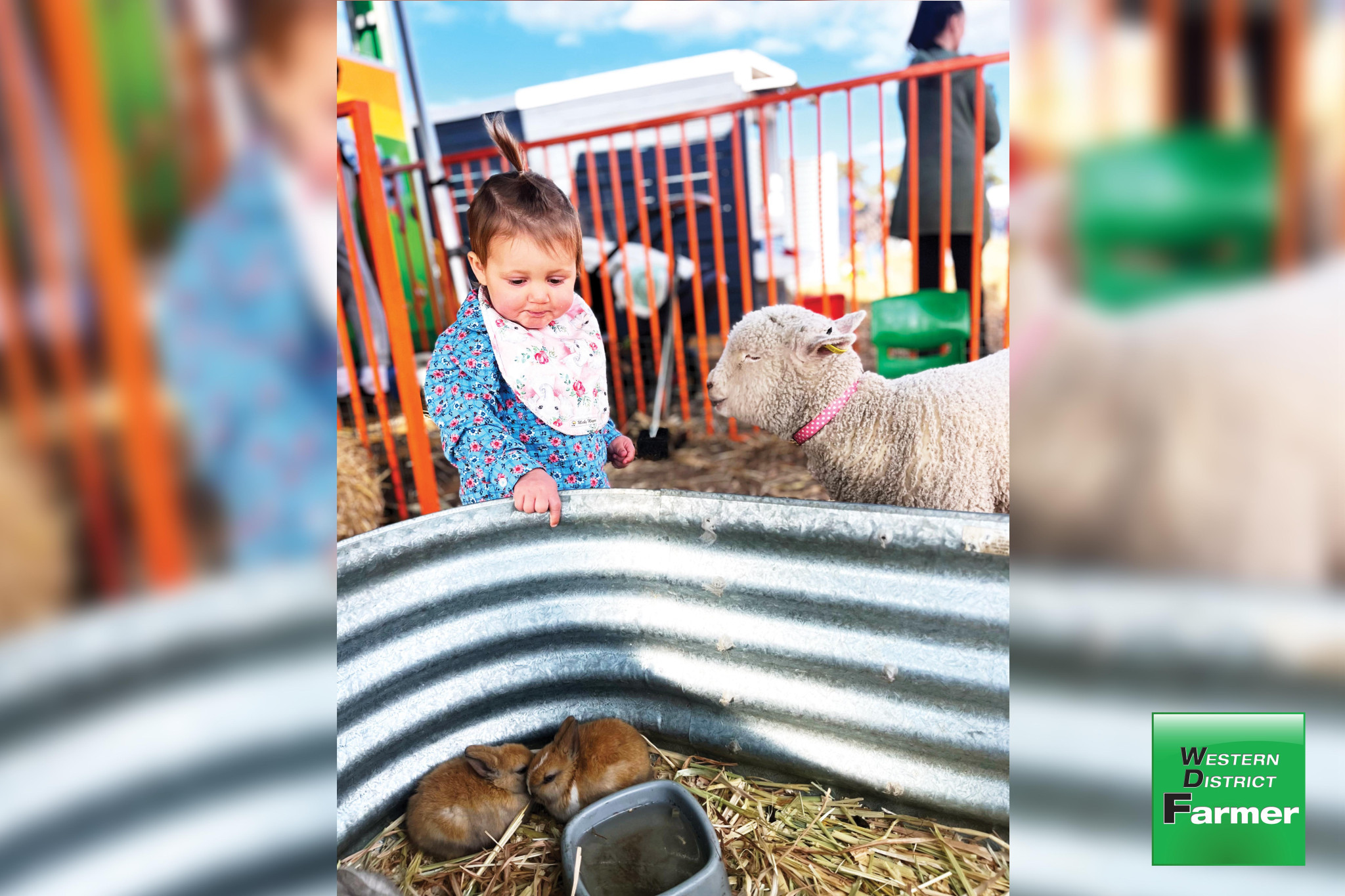 With farmers across the district now battling drought conditions that, for many, “haven’t been seen in years” times are certainly tough on the land. But next month’s Sheepvention looks set to provide a welcome relief away from the paddocks – a time to unite with friends, wander the many stalls, share a few tales and possibly even pick up a bargain or two. And with plenty of things to see and do for all ages, Sheepvention 2025 looks set to be a great day out.