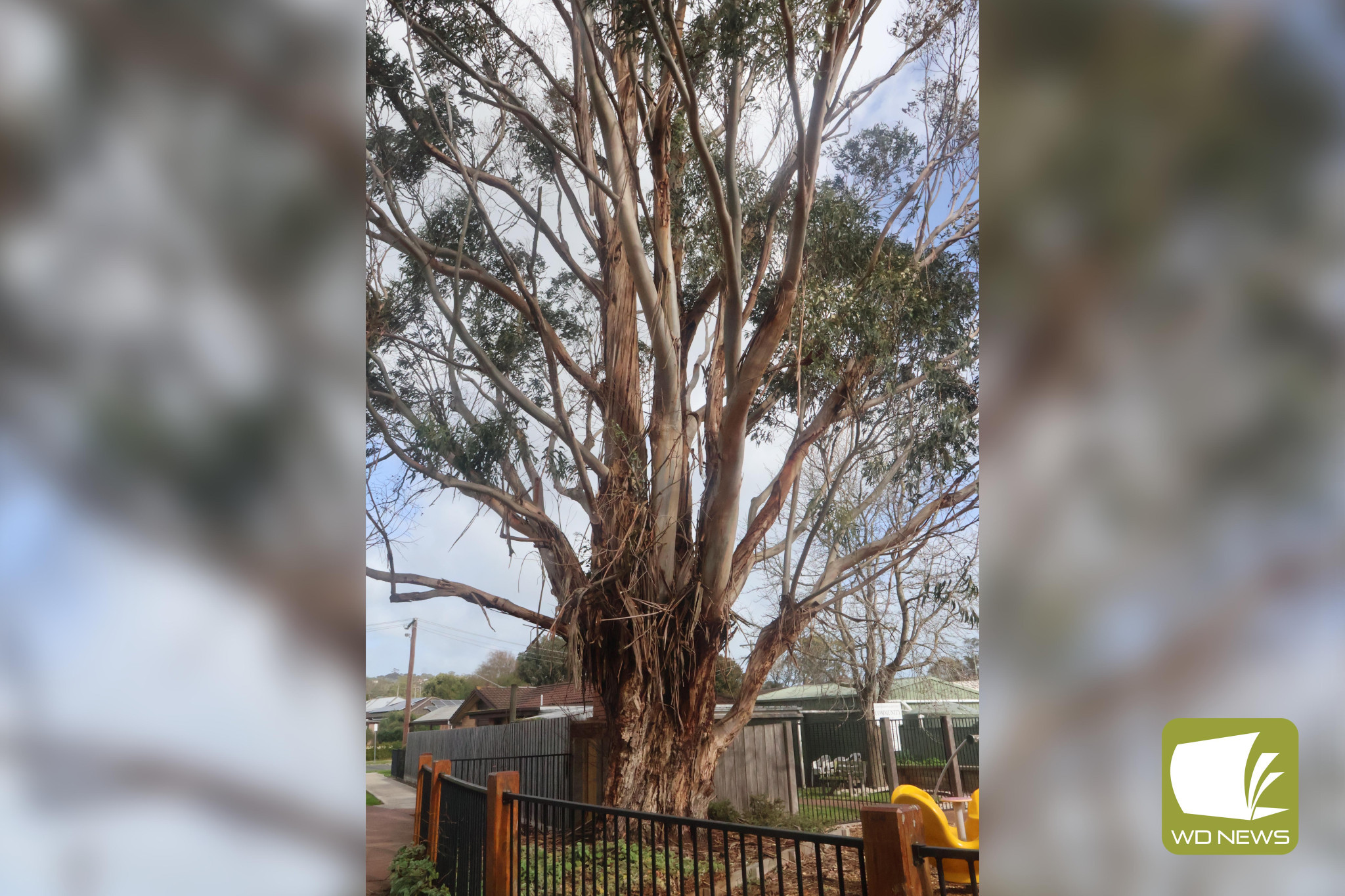 End of lifespan: Apex Park’s Tasmanian blue gum will be removed as it is reaching the end of its lifespan.