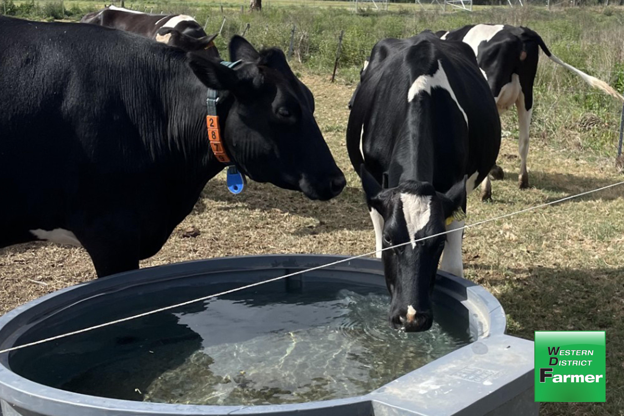 Managing livestock in the heat - feature photo