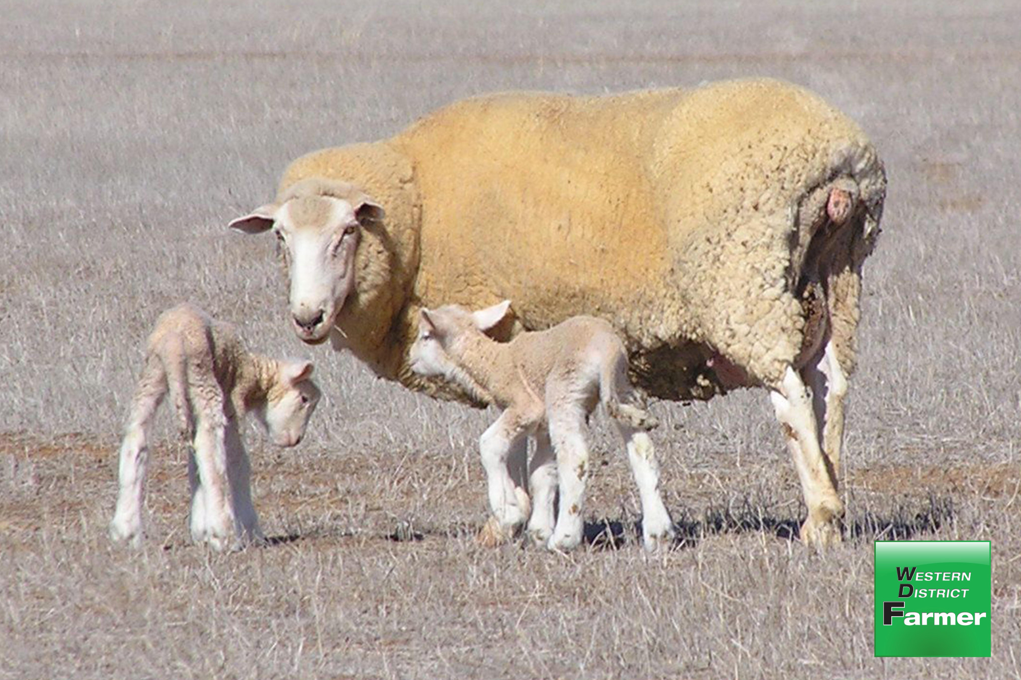 Look out for twin lamb disease - feature photo