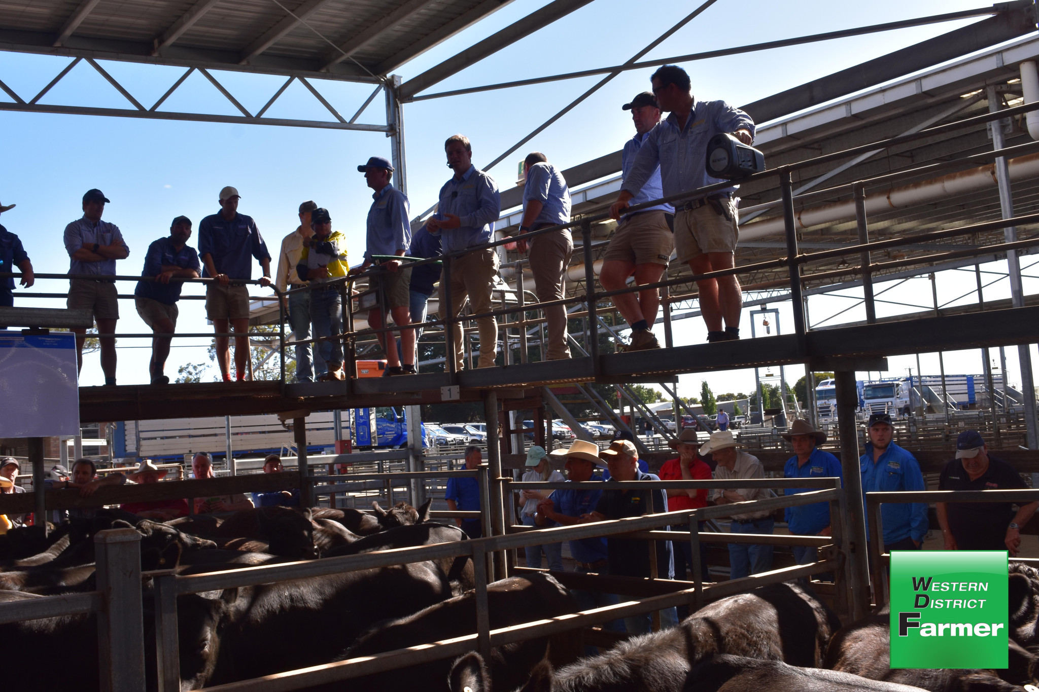 Weaner sales a rollercoaster ride - feature photo