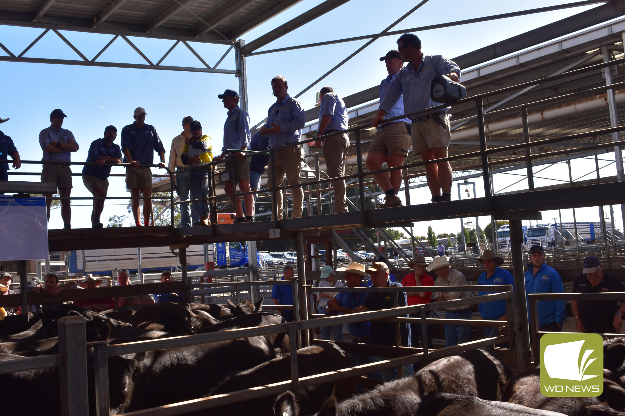 Weaner sales a rollercoaster ride - feature photo