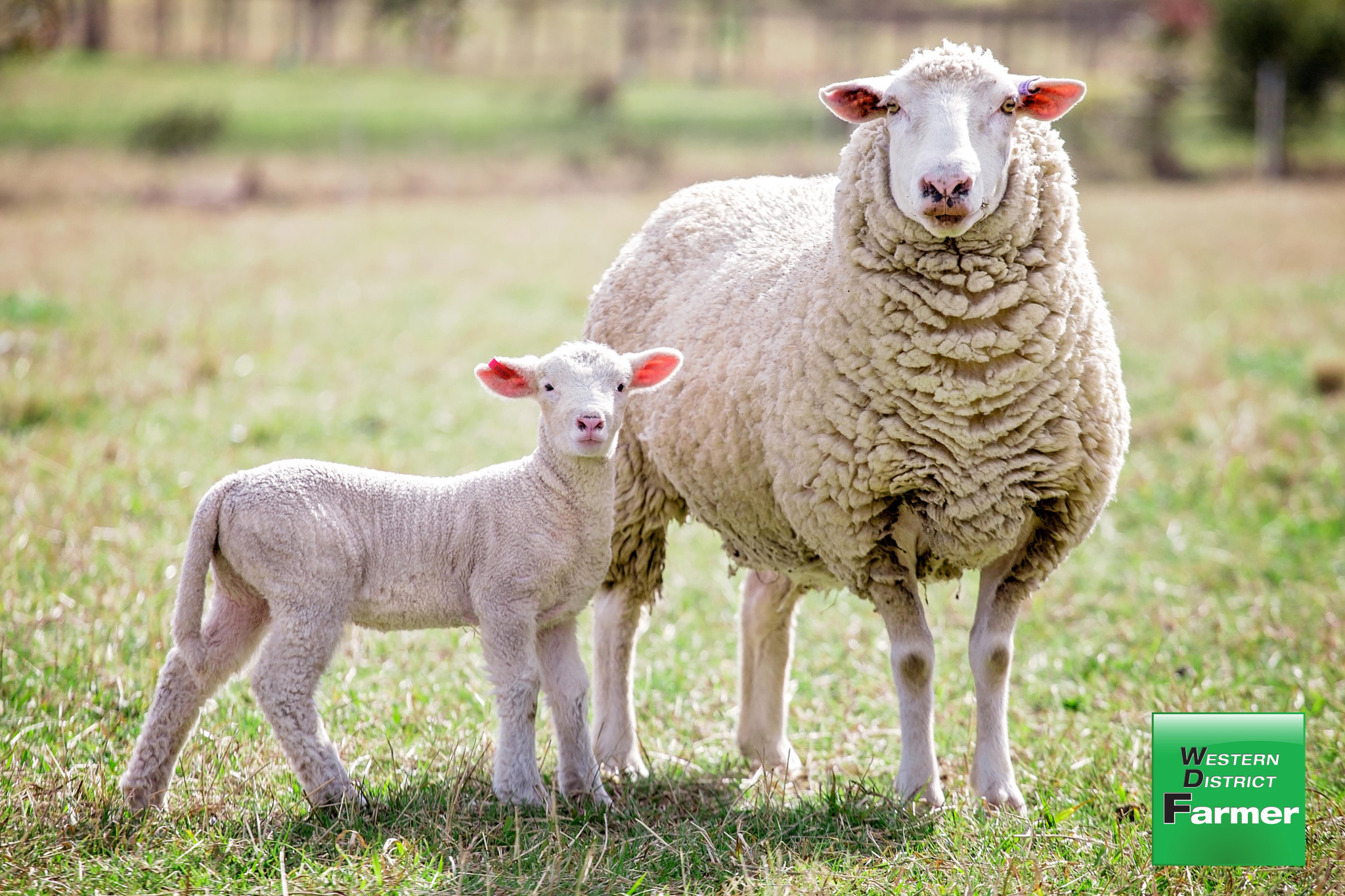 White Suffolk this year’s feature breed - feature photo