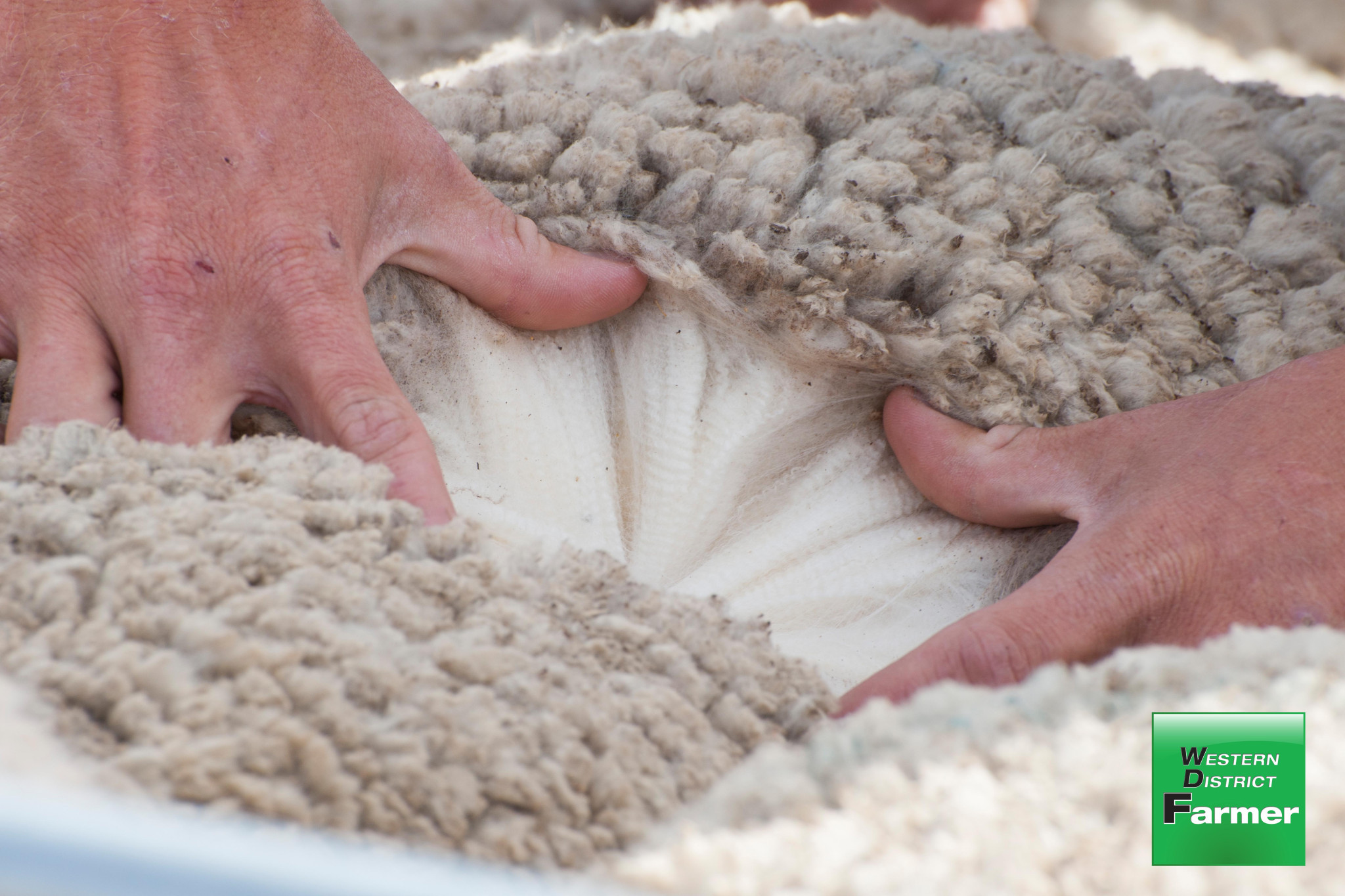 Wool awards for Rowbottom’s - feature photo