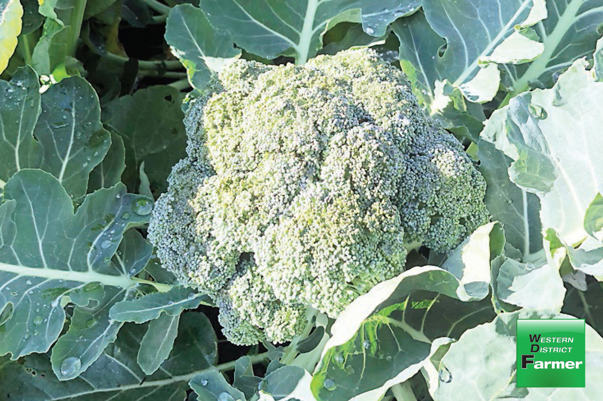 BRASSICAS are the target of the cabbage white butterflies, and vegetable growers have warned the cost of vegetables in the supermarket may rise. Photo: MICHELLE MUIR.