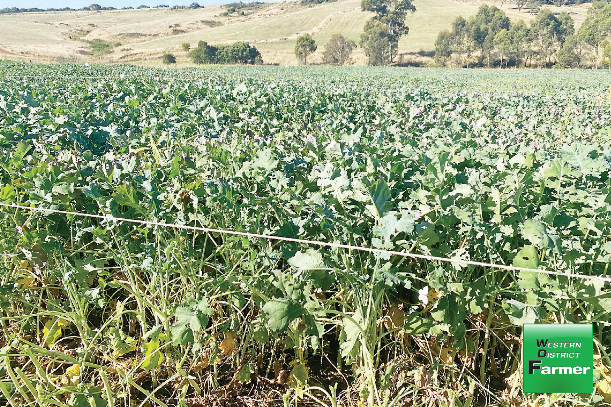 BRASSICA crops have grown well across the region but are being targeted by diamondback moths and cabbage white butterflies.