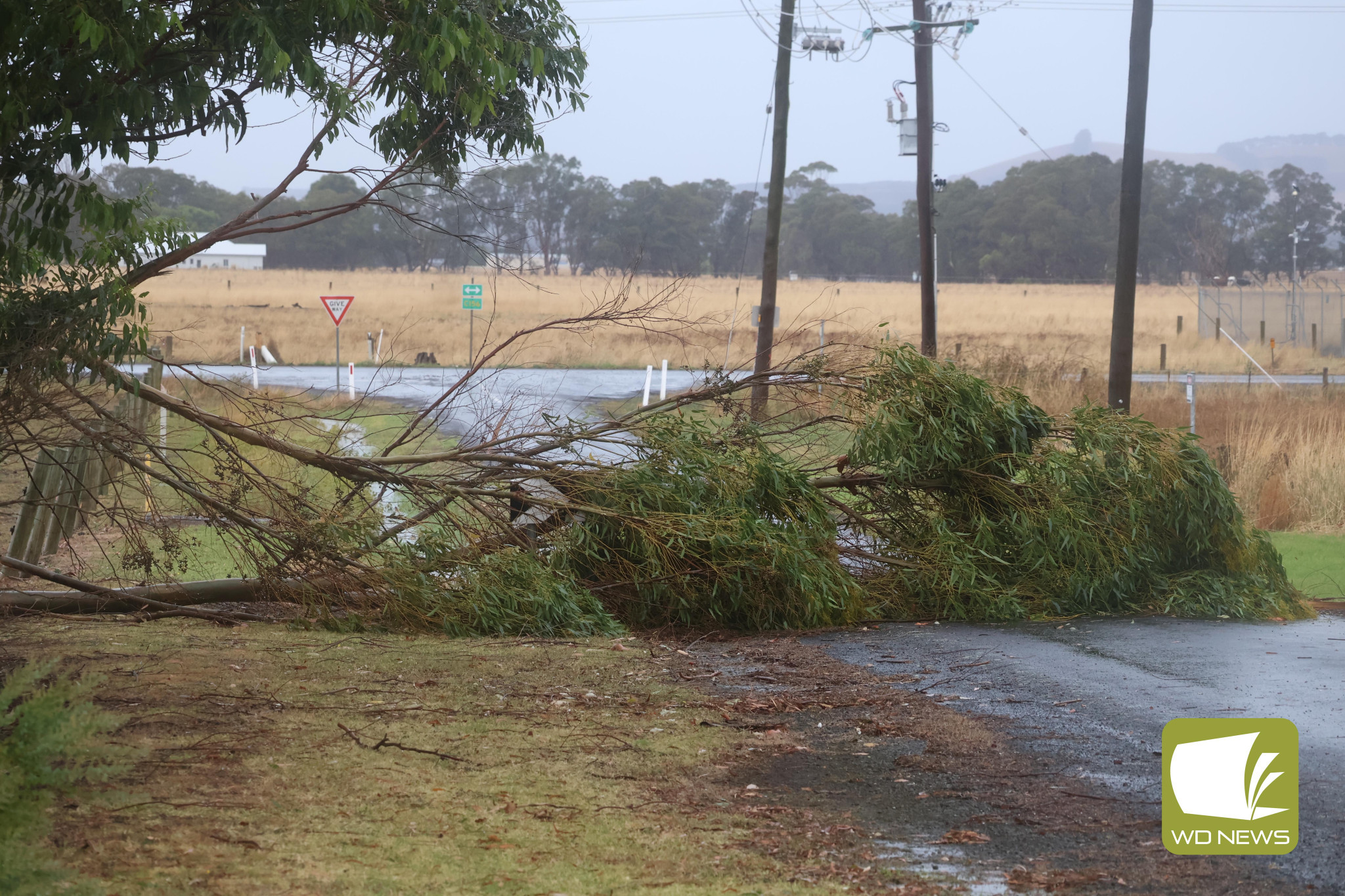 Havoc: Fallen trees were a common sight on Monday, including one which fell across Emeny Street in Terang.