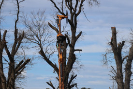 The decision to cut the trees was due to increased danger as the trees got older.