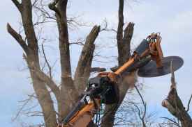 A number of limbs have fallen in storms during recent years, which was part of the decision to prune the trees back.
