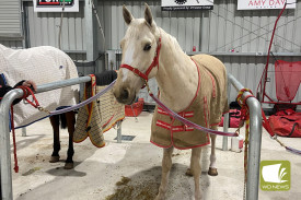 Unfortunately luck wasn’t on the side of White Lion in Race 6 Terang Co-Op Supa IGA 2yo & 3yo Pace. Photo courtesy of Terang Harness Racing Club